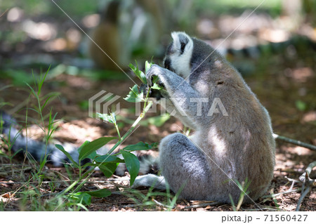 A funny ring-tailed lemur in its natural environment 71560427