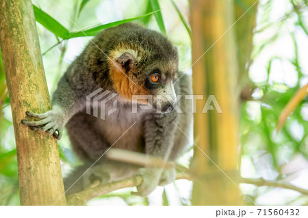A lemur sits on a branch and watches the visitors to the national park 71560432