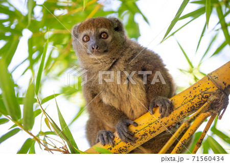 A bamboo lemur sits on a branch and watches the visitors to the national park A bamboo lemur sits on a branch and watches the visitors to the national park 71560434