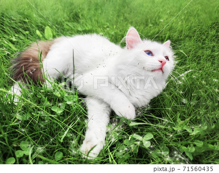 Cute white kitten playing with dandelion on green grass background outdoors. Beautiful natural wallpaper. Cute white kitten playing with dandelion on green grass background outdoors. Beautiful natural wallpaper. 71560435