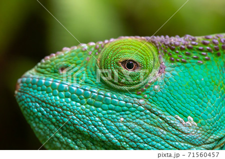 Close-up, macro shot of a green chameleon Close-up, macro shot of a green chameleon 71560457