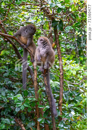 Funny bamboo lemurs on a tree branch watch the visitors 71560477