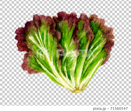 サニーレタスの水彩イラストのイラスト素材