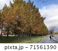 イチョウが綺麗な道 71561390