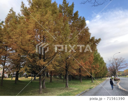 イチョウが綺麗な道 71561390