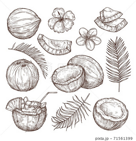 Nature Pencil Sketch Vector Images over 16000