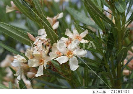 Common oleander 71561432