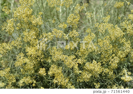 Italian everlasting flowers Italian everlasting flowers 71561440