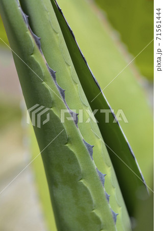 Century plant Century plant 71561444