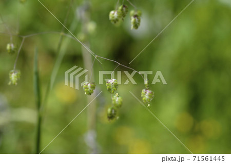 Common quaking grass Common quaking grass 71561445