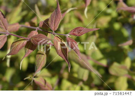 Beauty bush 71561447
