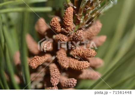 Dwarf mountain pine Mughus 71561448