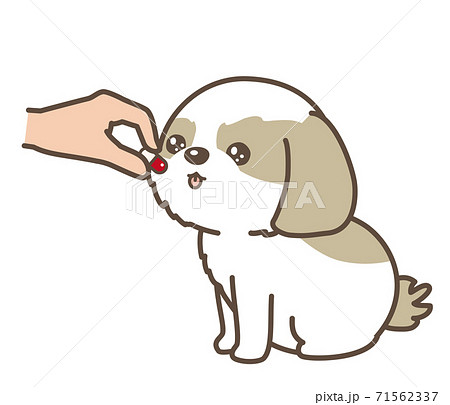 犬に薬を飲ませる 71562337
