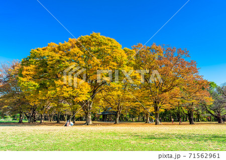 東京 秋の代々木公園 東京 秋の代々木公園 71562961