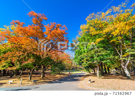 東京 秋の代々木公園 東京 秋の代々木公園 71562967