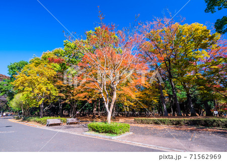 東京 秋の代々木公園 東京 秋の代々木公園 71562969