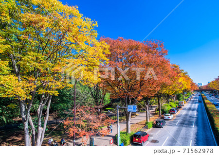 東京 秋の代々木公園 東京 秋の代々木公園 71562978