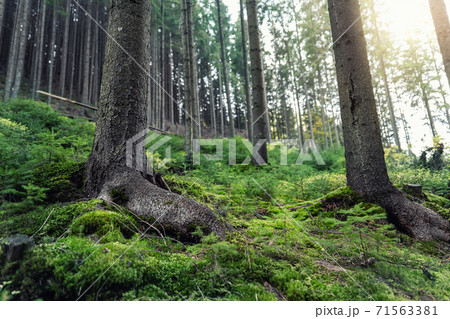 Beautiful dark green mossy mountain hill coniferous pine forest woods view with path between old trees and broken brushwood. Scenic fantasy fairytale green foggy woodland of european Carpathians Beautiful dark green mossy mountain hill coniferous pine forest woods view with path between old trees and broken brushwood. Scenic fantasy fairytale green foggy woodland of european Carpathians 71563381