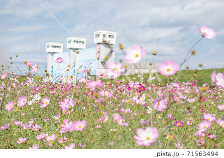 水門とコスモス畑 71563494