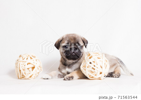 A small fawn pug puppy lies next to wicker balls 71563544