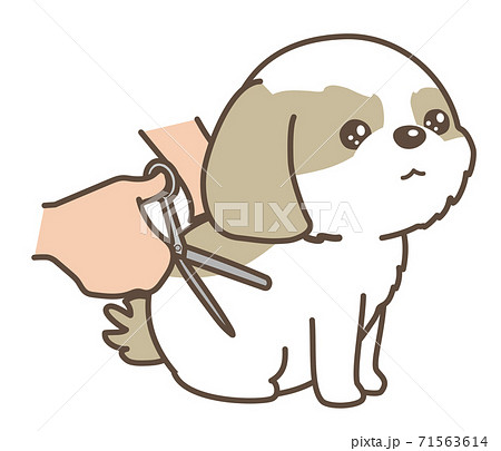 子犬のトリミング シーズーのイラスト素材