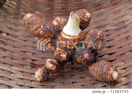 ザルにのせた採れたての親芋と子芋 サトイモの写真素材