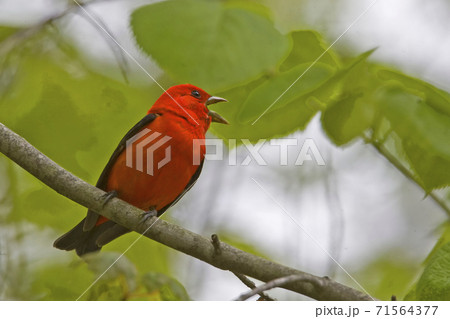 Male Scarlet Tanager, Piranga olivacea, singing 71564377