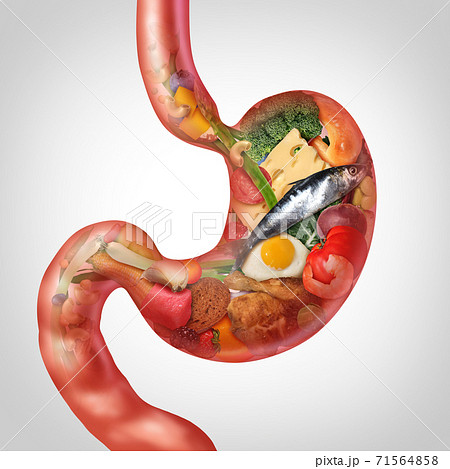 Food Digestion 71564858