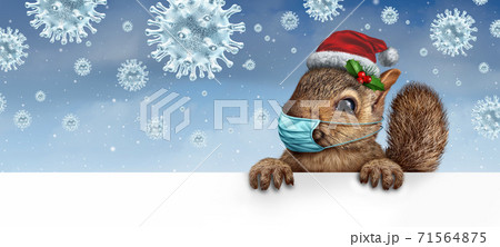 Healthy Holiday Squirrel 71564875