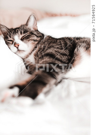 cat sleeps, rests, relaxes on a white sheet cat sleeps, rests, relaxes on a white sheet 71564925