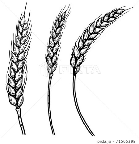 Set of hand drawn illustrations of wheat spikelets. Design element for poster, label, card, emblem, banner. 71565398