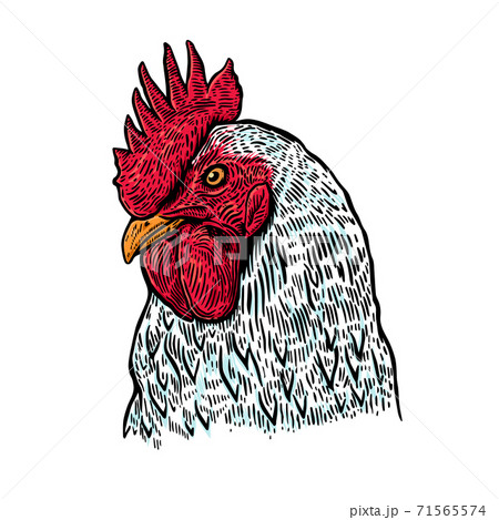 Hand drawn rooster illustration. Design element for poster, card, label, sign, card, banner. Hand drawn rooster illustration. Design element for poster, card, label, sign, card, banner. 71565574