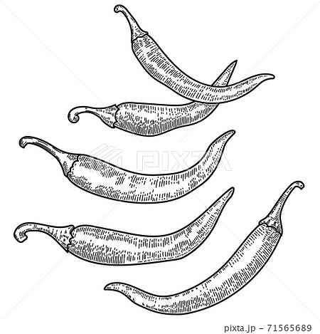 Set Of Chili Pepper Illustrations On White のイラスト素材