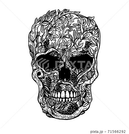Hand Drawn Human Skull Made from grapevine. Design element for poster, t shirt. 71566292