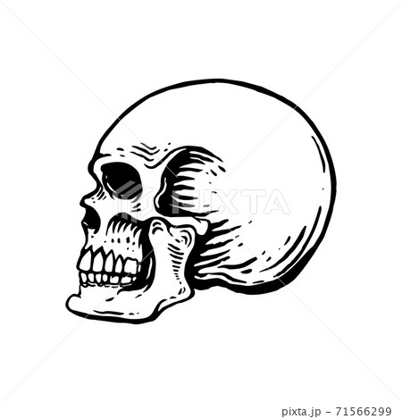 Hand drawn human skull illustration on white background. Design element for logo, label, emblem, sign, poster, t shirt. 71566299