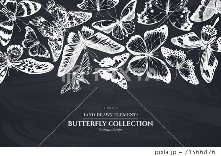Monochrome design with chalk ambulyx moth, madagascan sunset moth, forest mother-of-pearl, great Monochrome design with chalk ambulyx moth, madagascan sunset moth, forest mother-of-pearl, great 71566876
