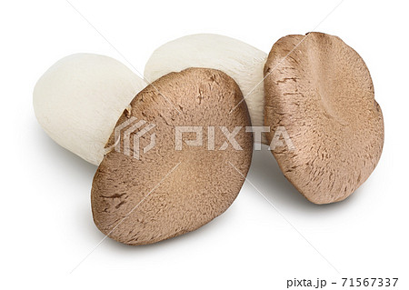 King Oyster mushroom or Eringi isolated on white background with clipping path and full depth of field. King Oyster mushroom or Eringi isolated on white background with clipping path and full depth of field. 71567337