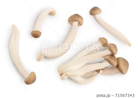 Brown beech mushrooms or Shimeji mushroom isolated on white background with clipping path. Top view, flat lay 71567343