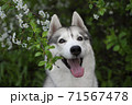Siberian husky dog with spring flowers A beautiful Siberian husky dog looks at us from blooming spring branches. Pink background. Cherry blossoms in spring. A kind cheerful and devoted friend 71567478