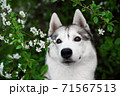 Siberian husky dog with spring flowers A beautiful Siberian husky dog looks at us from blooming spring branches. Pink background. Cherry blossoms in spring. A kind cheerful and devoted friend 71567513
