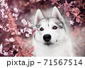 A beautiful Siberian husky dog looks at us from blooming spring branches. Pink background. Cherry blossoms in spring. A kind cheerful and devoted friend 71567514