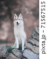 gentle light brown fawn husky stands on the rocks 71567515