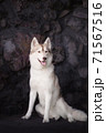 gentle light brown fawn husky stands on the rocks 71567516