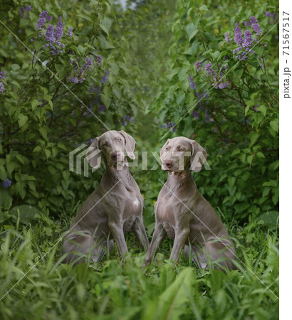 Couple romantic dogs of the Weimaraner breed near a bush of blooming flower lilac 71567517