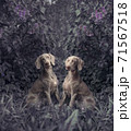 Couple romantic dogs of the Weimaraner breed near a bush of blooming flower lilac 71567518