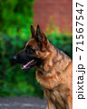 Portrait An obedient trained German Shepherd sits. Dog thoroughbred young female against a backdrop of green bushes and brick wall 71567547