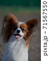 Portrait of a small dog of papillon breed, that spaniel continental. Daddy's cute dog funny ears and cute snout 71567550