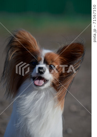 Portrait of a small dog of papillon breed, that spaniel continental. Daddy's cute dog funny ears and cute snout 71567550