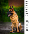 Portrait An obedient trained German Shepherd sits. Dog thoroughbred young female against a backdrop of green bushes and brick wall 71567553