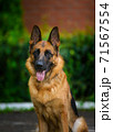 Portrait An obedient trained German Shepherd sits. Dog thoroughbred young female against a backdrop of green bushes and brick wall 71567554